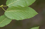 Cherry birch <BR>Sweet birch